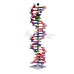 Mini DNA 22 layer base pair Molecular Model