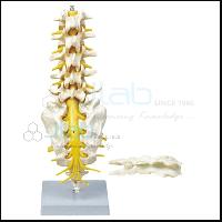 Lumbar Spinal Column