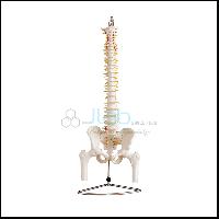 Vertebral Column with Pelvis And Femur Heads