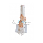 Foot Joint With Ligaments Life Size