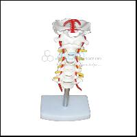 Cervical Vertebral Column with Neck Artery