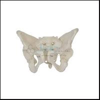 Adult Female Pelvis