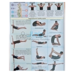 Spine and Related Organs Chart