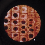 Microslide Plant Mitosis