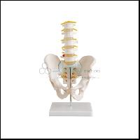 Pelvis with Lumber Vertebrae