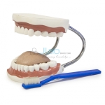 Small Teeth Model with Brush