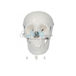 Adult Skull Life Size