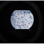 Microslide Basic Human Histology