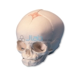 Foetal Child Skull Model