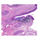 Histology Vein Prepared Slide