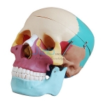 Adult Skull Colored Life Size
