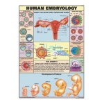 Human Embryology Chart