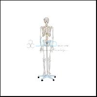 Human Skeleton Life - Size Tall 170cm